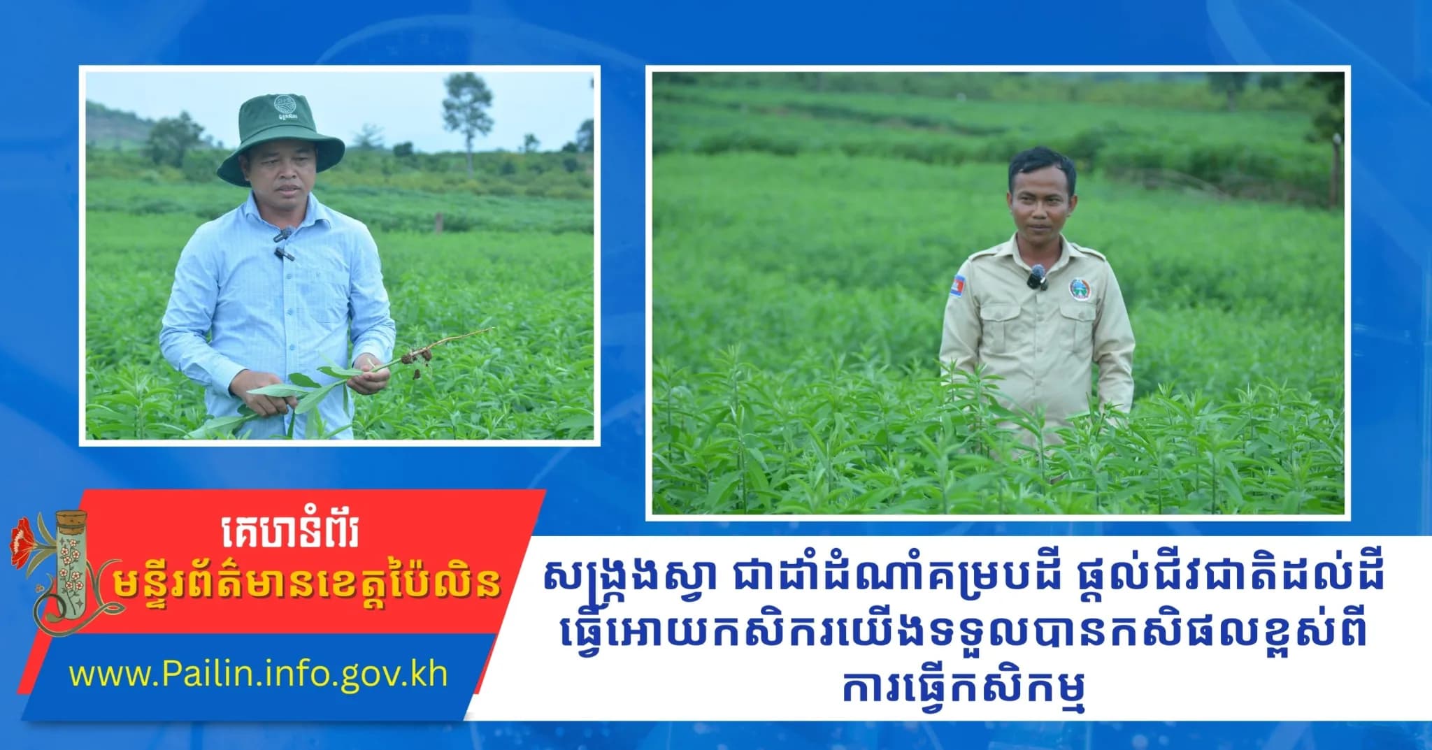 សង្រ្កងស្វា ជាដាំដំណាំគម្របដី ផ្តល់ជីវជាតិដល់ដី ធ្វើអោយកសិករយើងទទួលបានកសិផលខ្ពស់ ពីការធ្វើកសិកម្ម